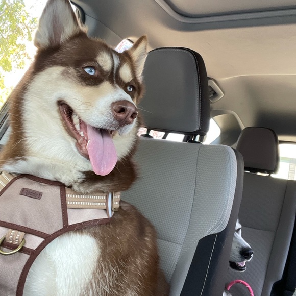 Meet your Posher, Luis - Picture 2 of 2